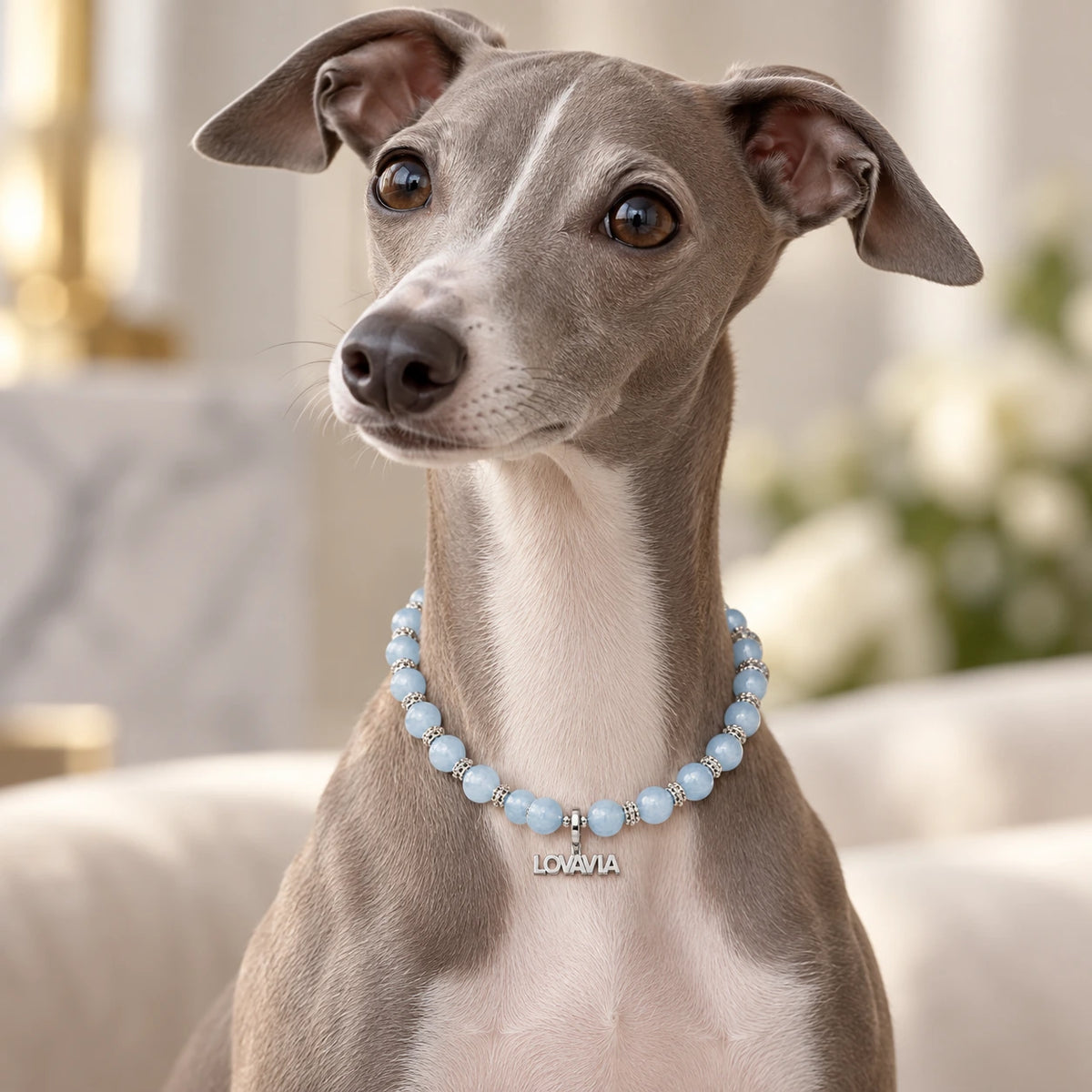 Luxury Pet Accessories