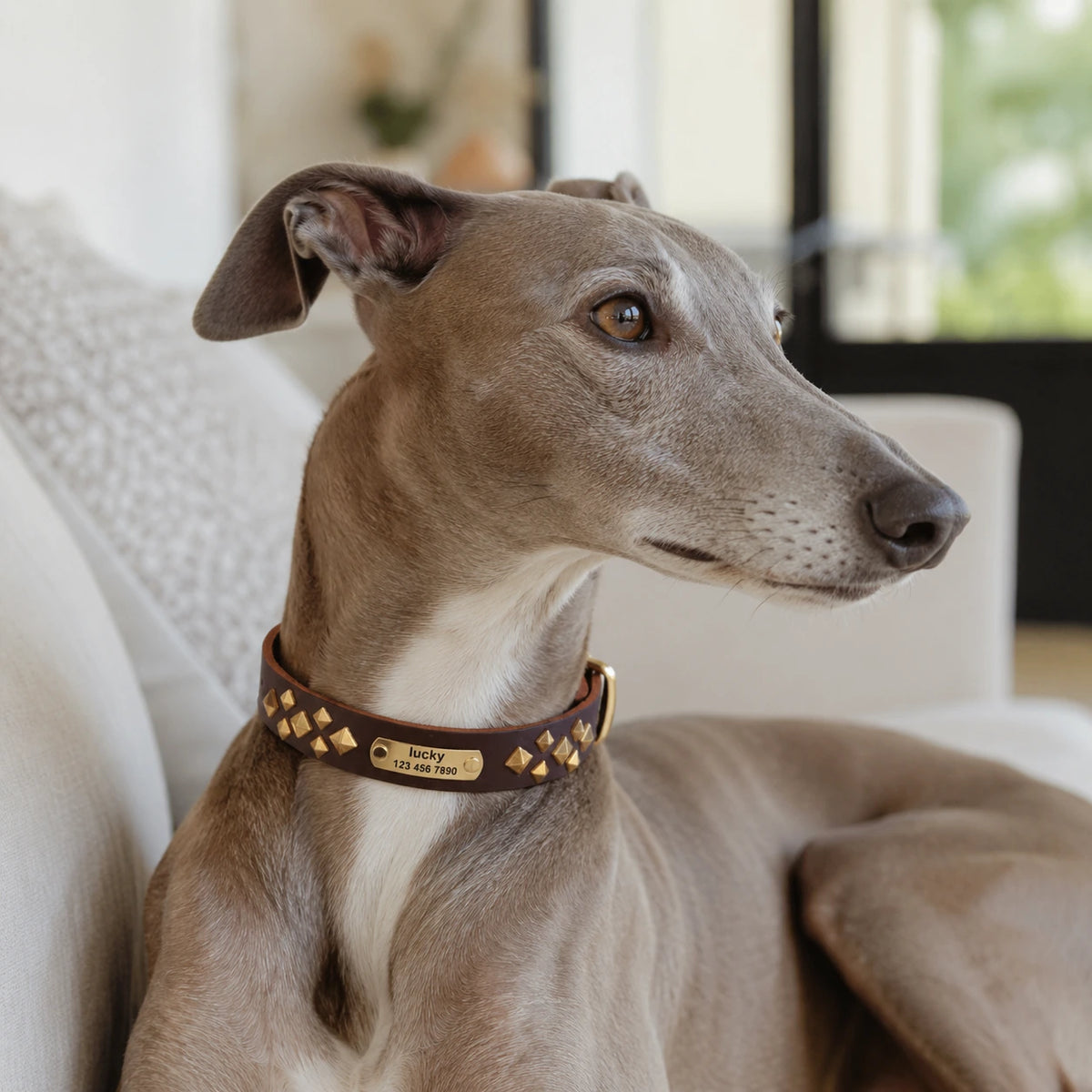 Luxury Dog Collars & Leashes